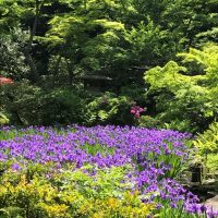 Notícias do Japão: Visitando o Museu de Arte Nezu