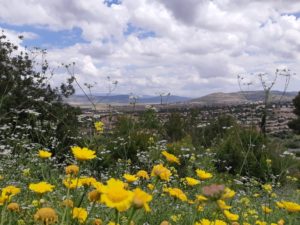 Flores da primavera da Europa.